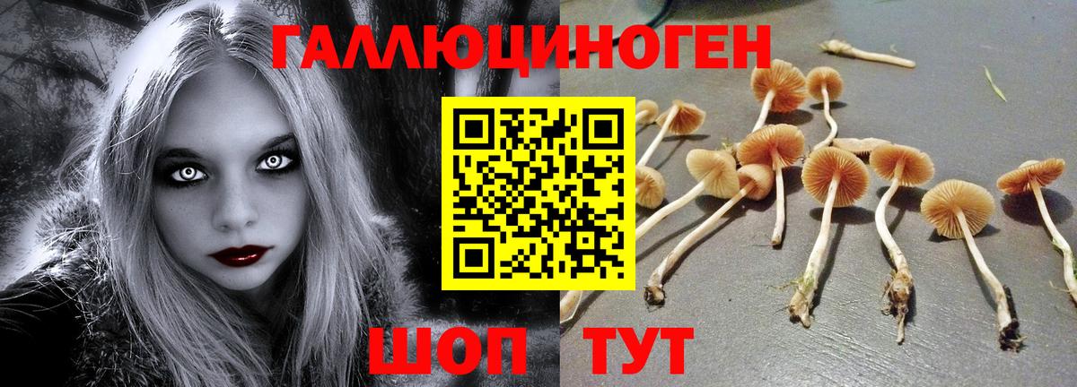 купить наркоту  Вход с VPN  Верхняя Пышма  Псилоцибиновые грибы Cubensis 